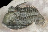 Metacanthina Trilobite - Lghaft, Morocco #153902-3